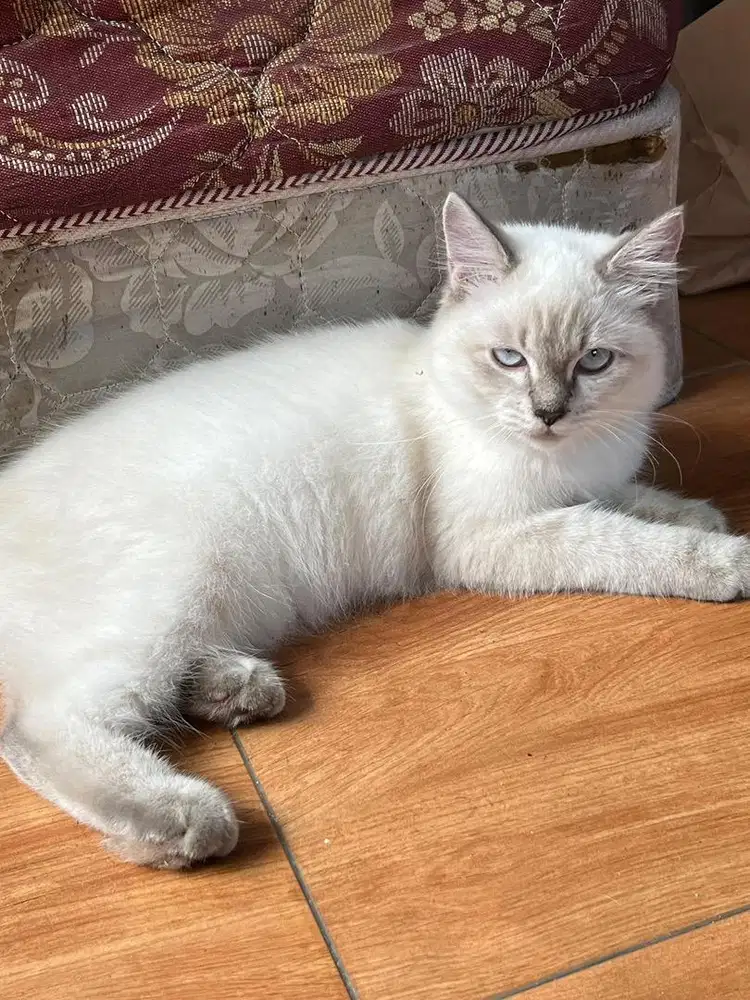 Kucing himalaya sealpoint