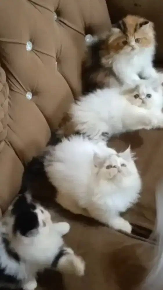 Anak kucing anggora/kitten persia peaknose /kucing persia jantan