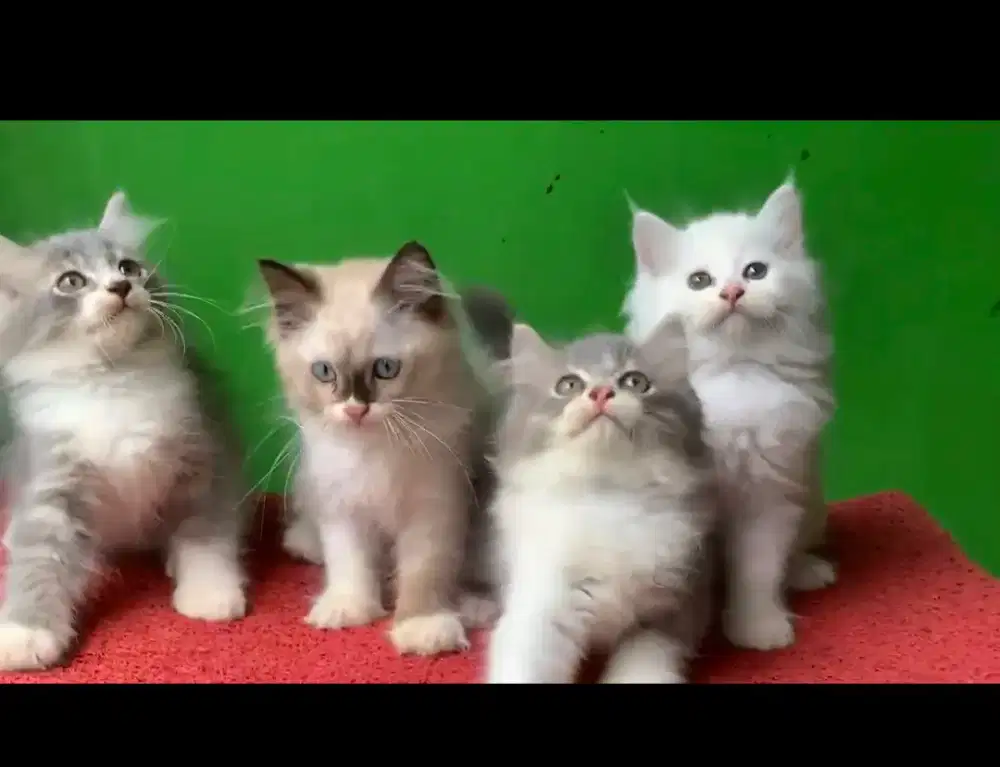 Anak kucing anggora/kitten.persia jantan/kucing persia jantan