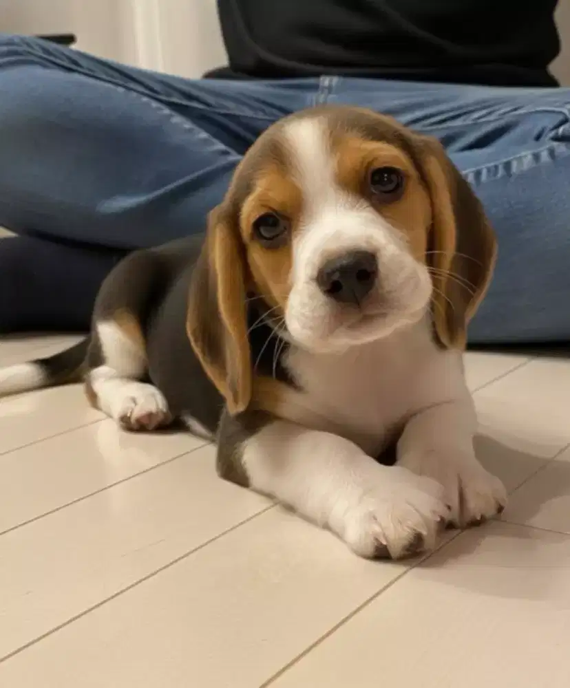 JUAL CEPAT ANJING BEAGLE