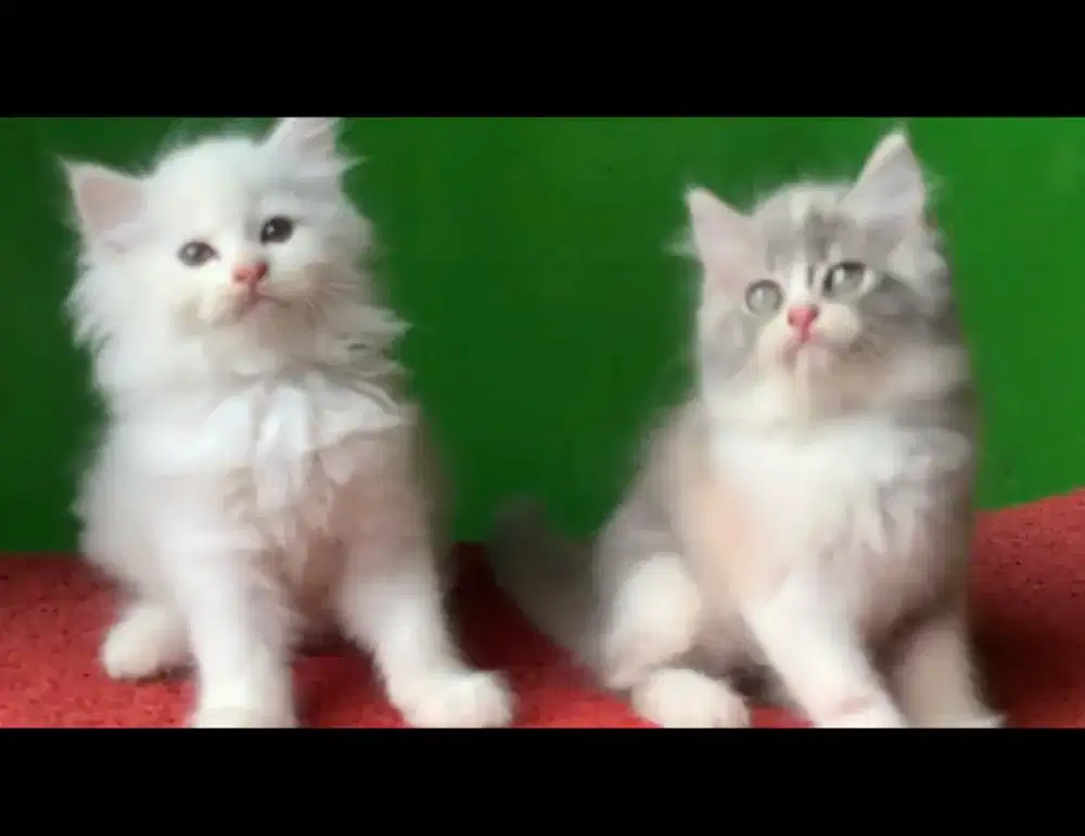 Anak kucing anggora/kitten persia betinal/kucing  persia  betina