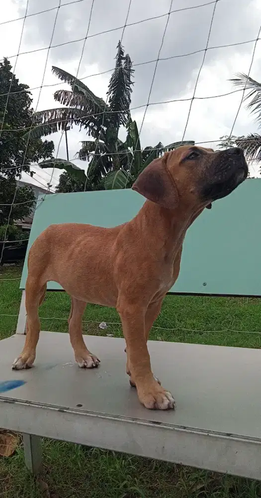 Anak Anjing Pitbull Betina