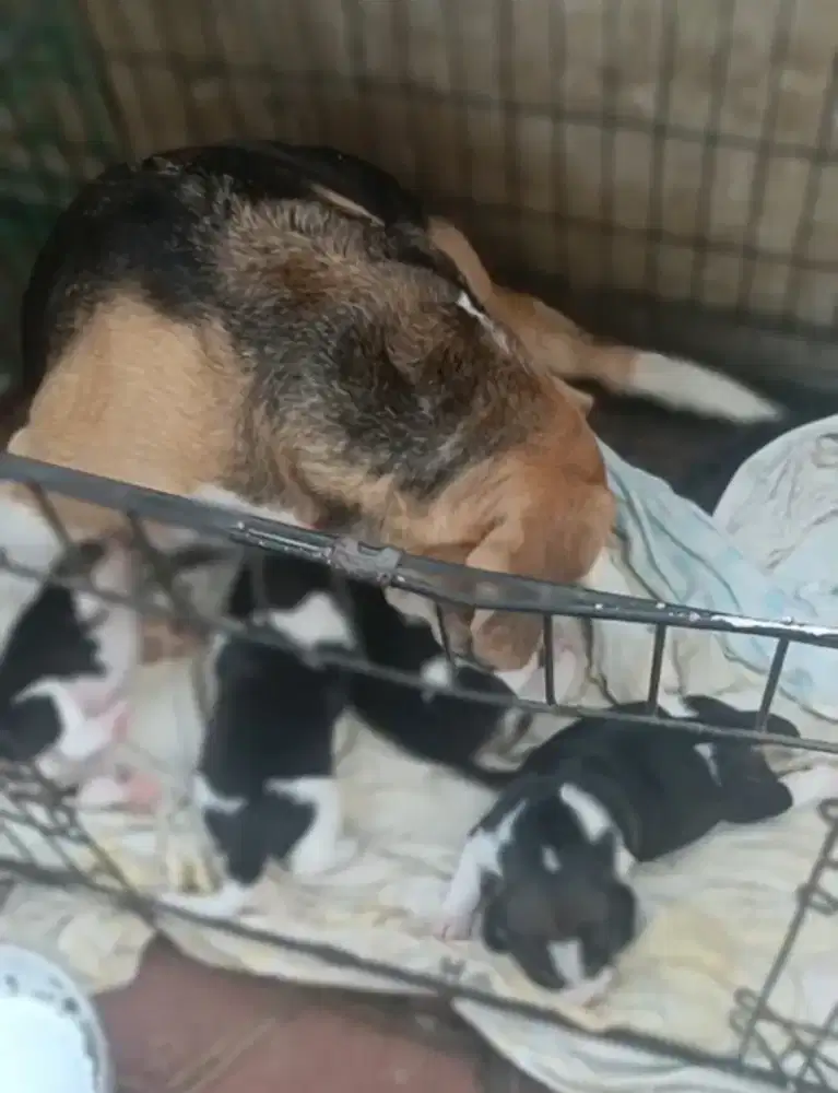 Beagle Pupy Lucu Lucu Male & Female