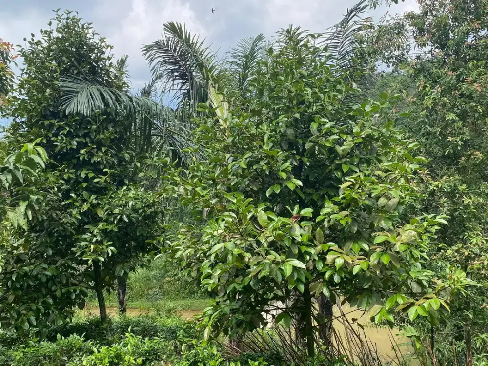 Dijual Murah Tanah Kebun Manggis 2761 m2 di Bojong Purwakarta