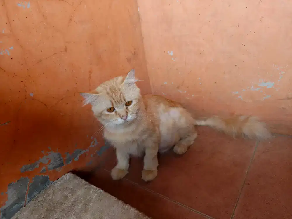 Freeee Persia medium oyen