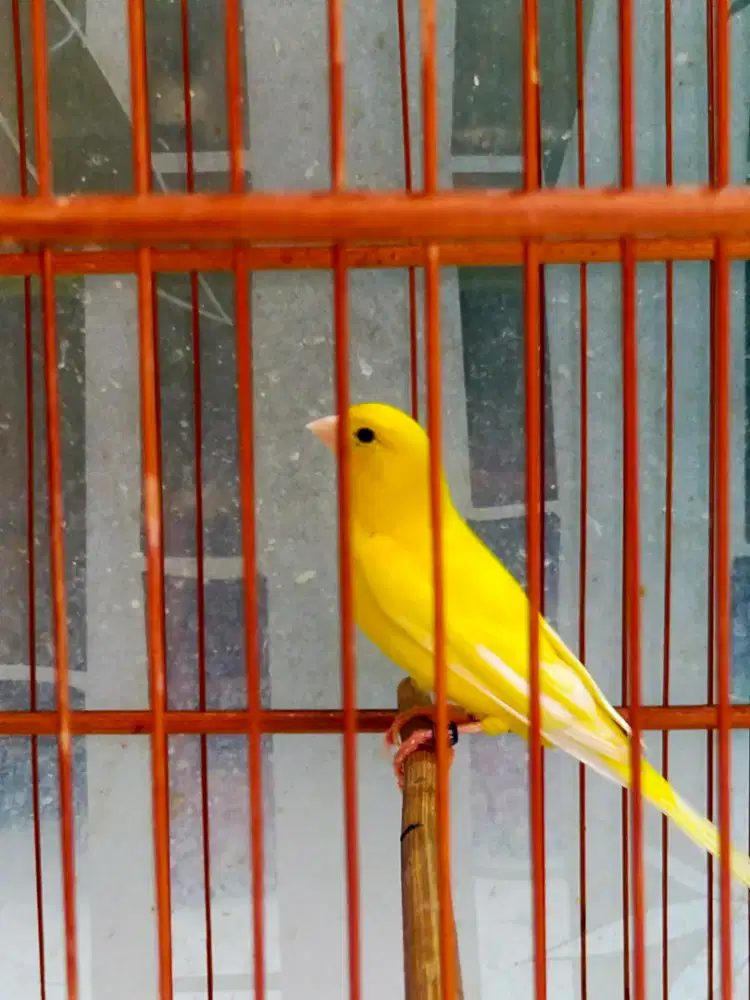 Burung kenari stabilo jantan gacor