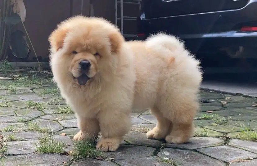 anjing chow chow