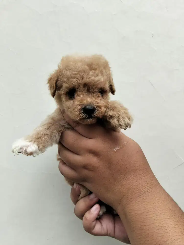 anjing poodle jefra kennel