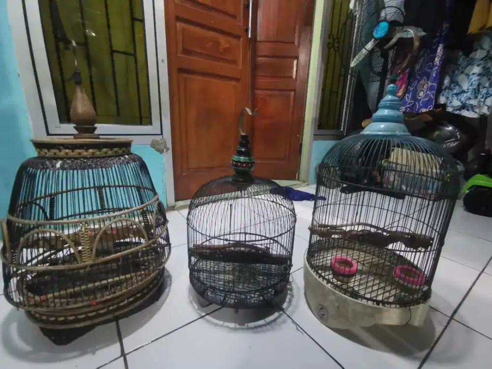 Kandang perkutut minion. Lokasi depok