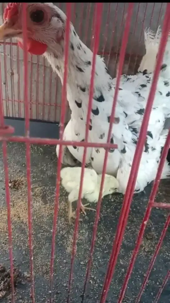 AYAM KETAWA BETINA INDUKAN TYPE SLOW BONUS ANAKAN MURAH