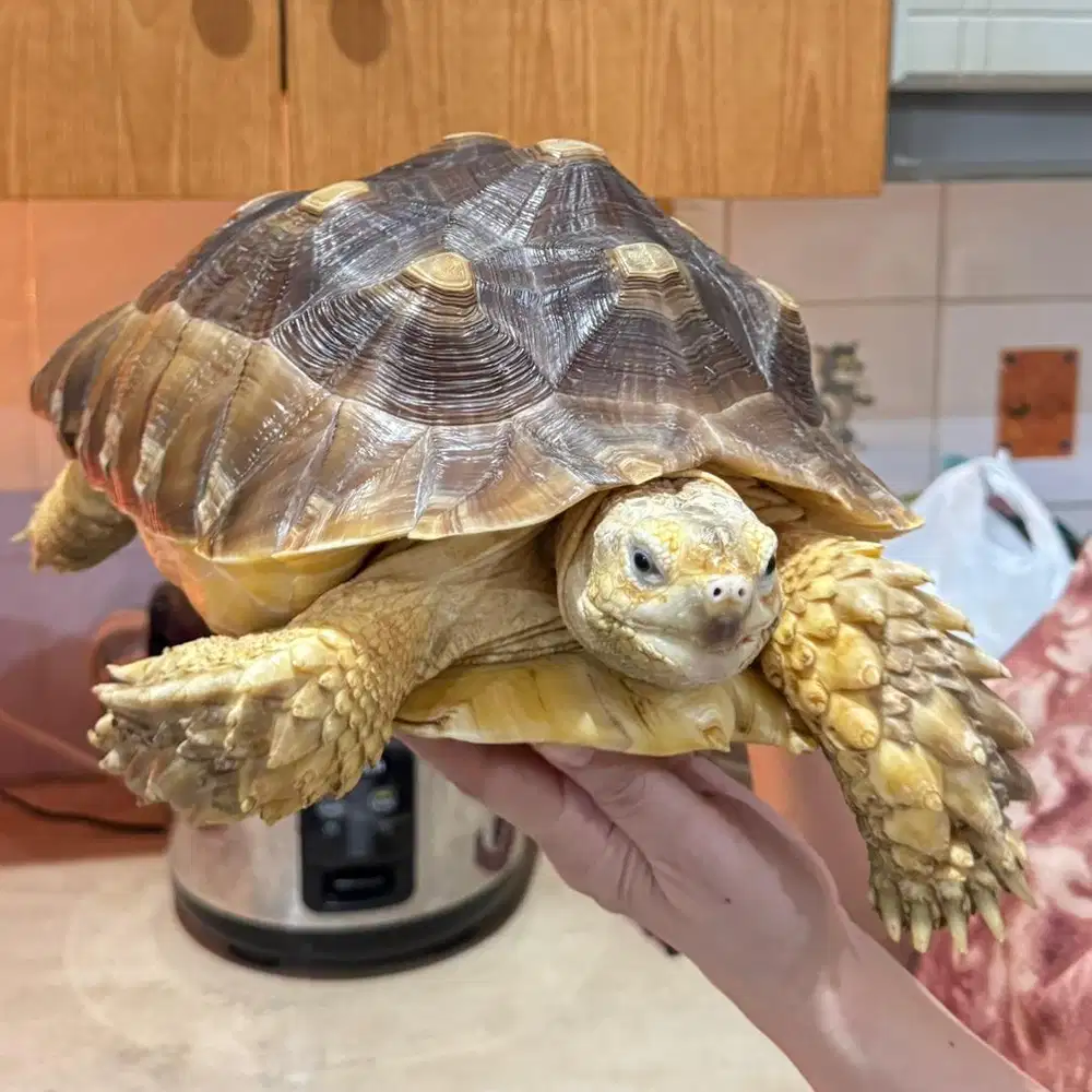 Sulcata kura-kura tortoise turtle