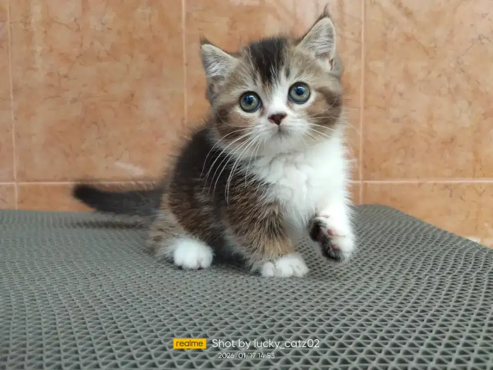 Kitten Munchkin Napoleon jantan