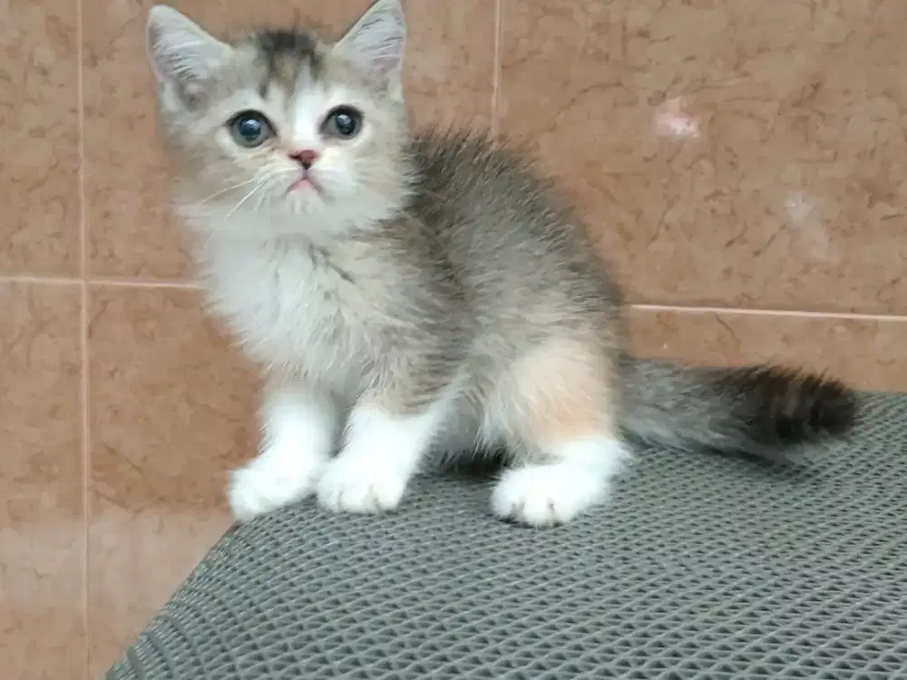 Kitten bsh golden Calico betina