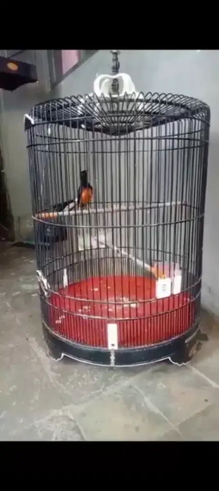 murai batu medan ring apbn