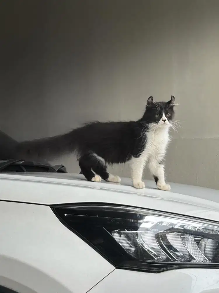 American curl jantan 3bln