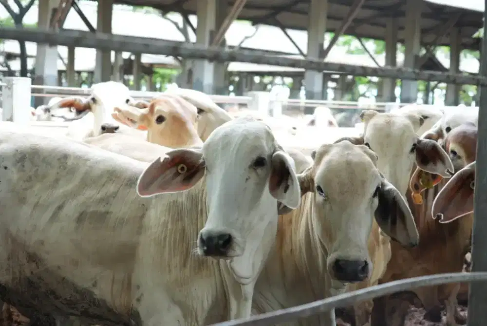 Tenderloin/has dalam