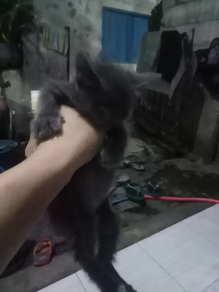 Open adopt kucing jantan 3 bulan abu lucu