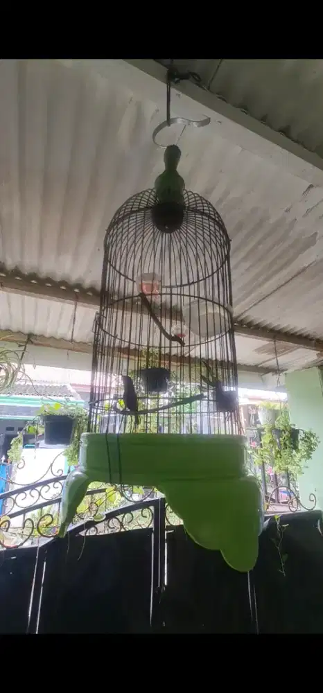 Jual Konin Dada Merah