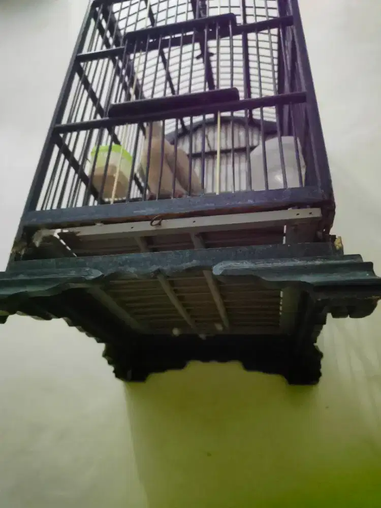 Puter pelung anak an+sangkar