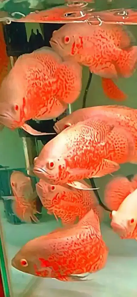 Ikan oscar red leopard albino ukuran hampir 4 jari corak bagus