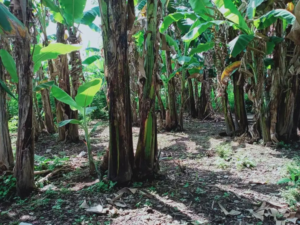 DIJUAL, TANAH KAPLING 200 M2