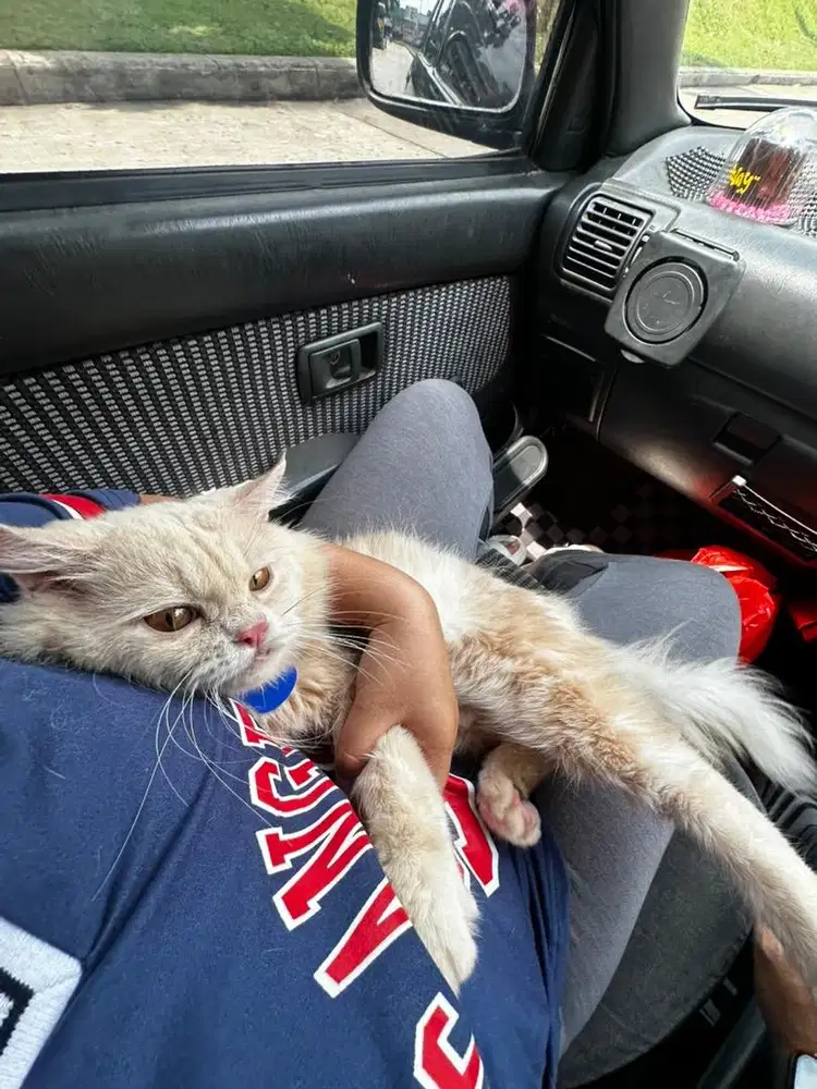 Kucing Ras Persian Jantan 1,5 tahun