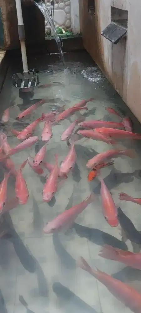 BORONGAN KOLAM IKAN NILA MERAH BAWAL KOI