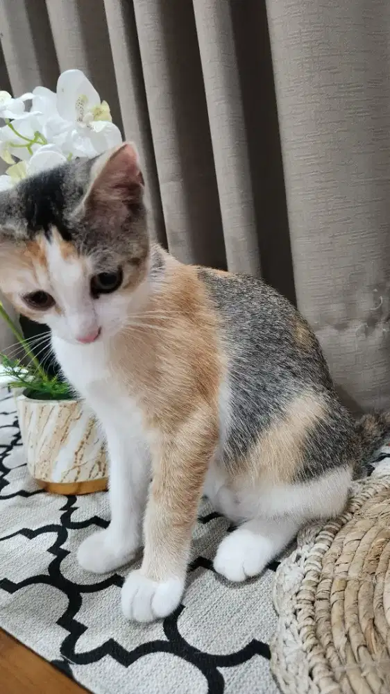 Kucing mix British shorthair scottish