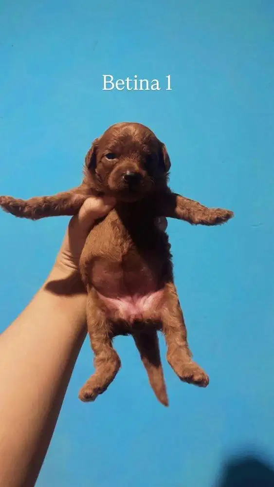 Puppies maltipoo | dog | maltipoo dogs