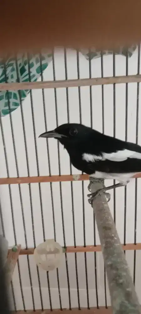 Burung Kacer dada putih