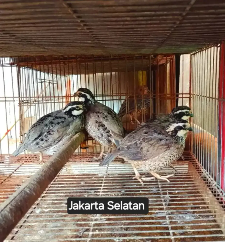 Puyuh Bobwhite Silver Burung Hias Indonesia