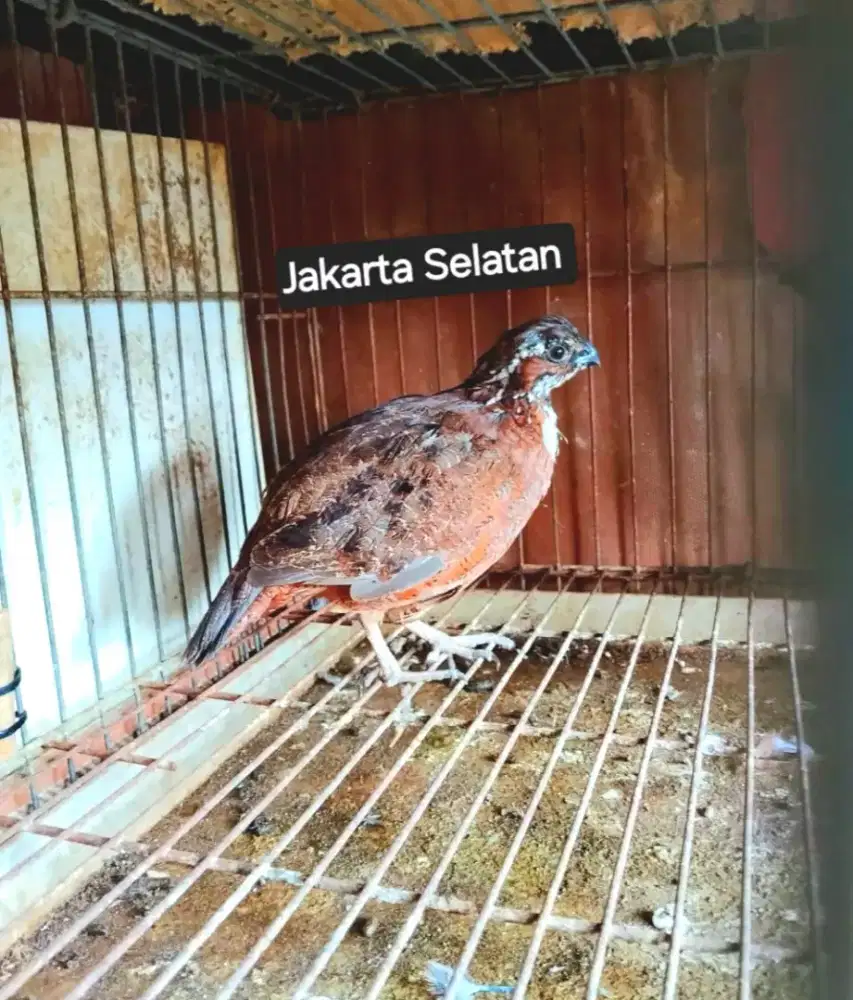 Burung Puyuh Hias Red Tenesse