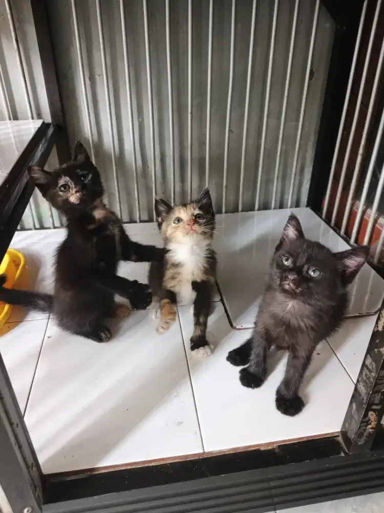 Kitten anggora 2,5 bulan