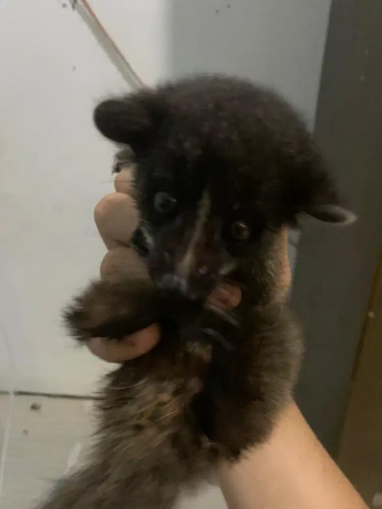 musang akar jinak