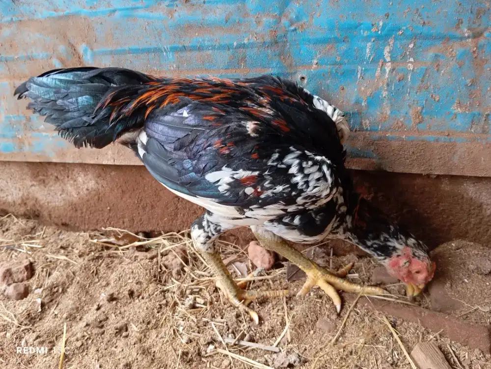 Ayam bangkok placker jantan