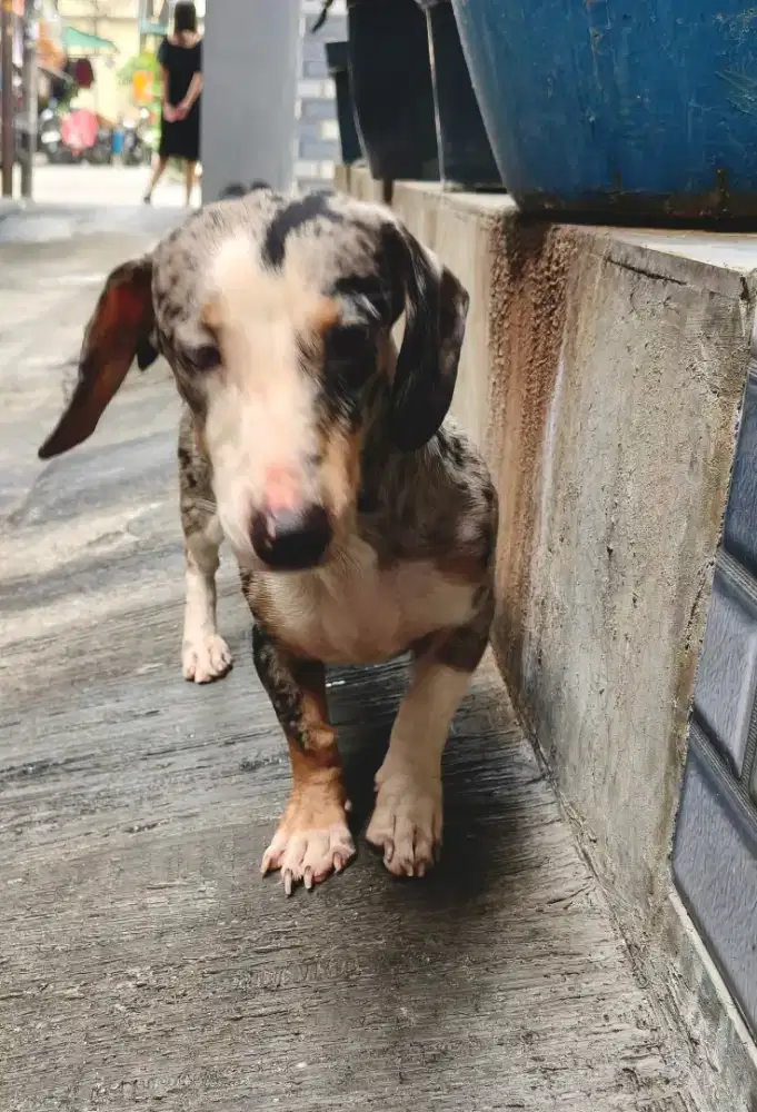 Anjing Tekel / Dachshund / Sosis