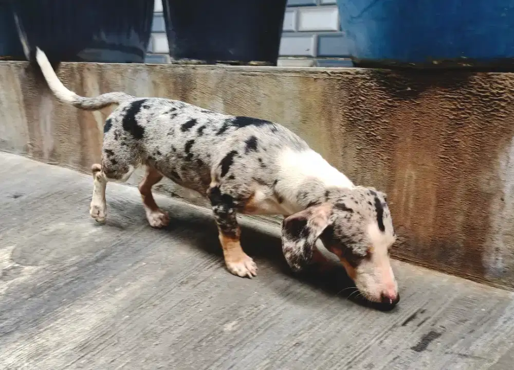 Anjing Tekel / Dachshund / Sosis