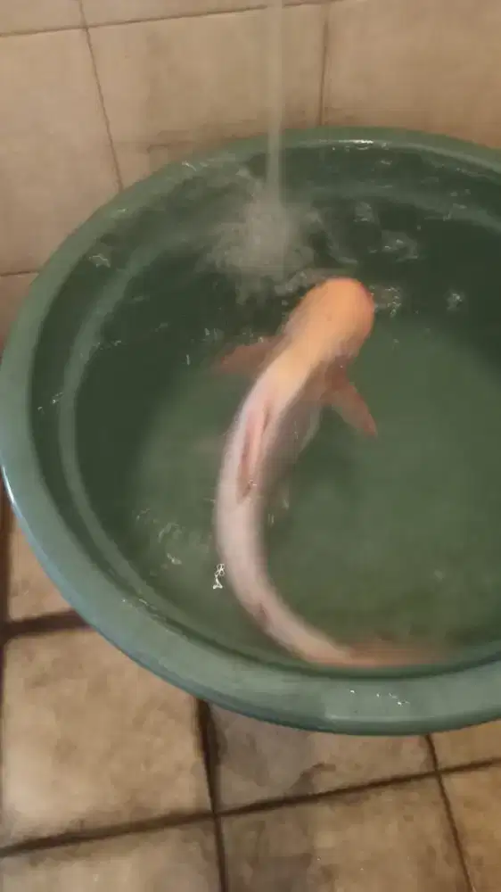 Ikan Patin hias Albino