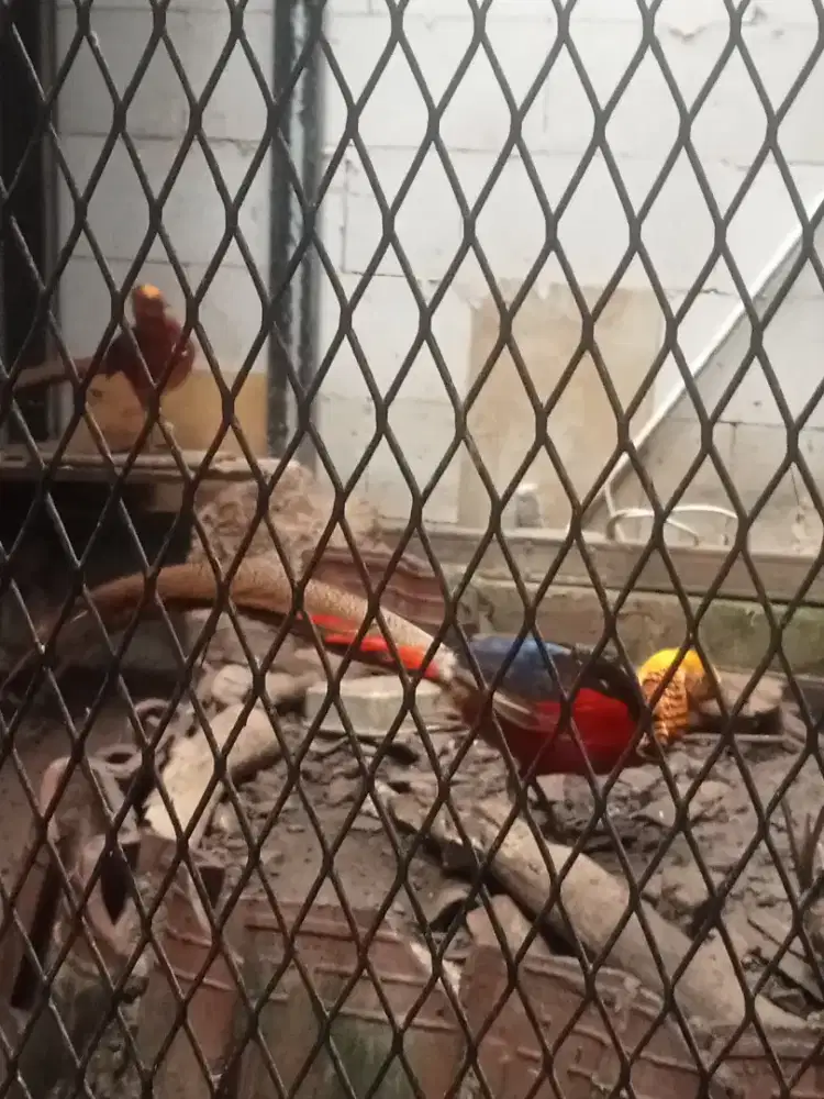 Ayam hias golden pheaset