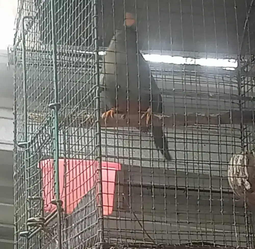 Poksay Mandarin jantan fullset