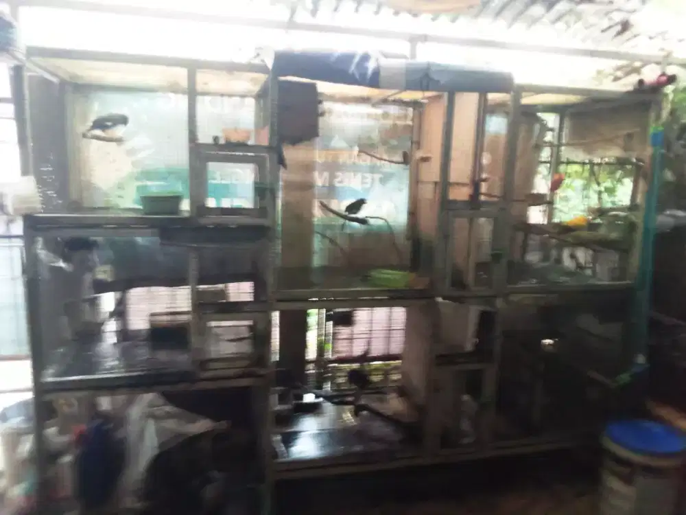 Jalak kebo Mt Putih Gacor Varasi