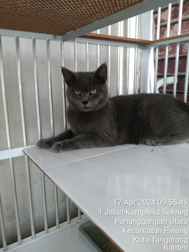 Kucing British Short Hair ( BSH )