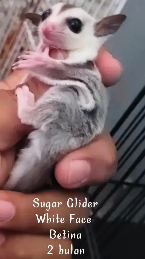 Sugar Glider White Face