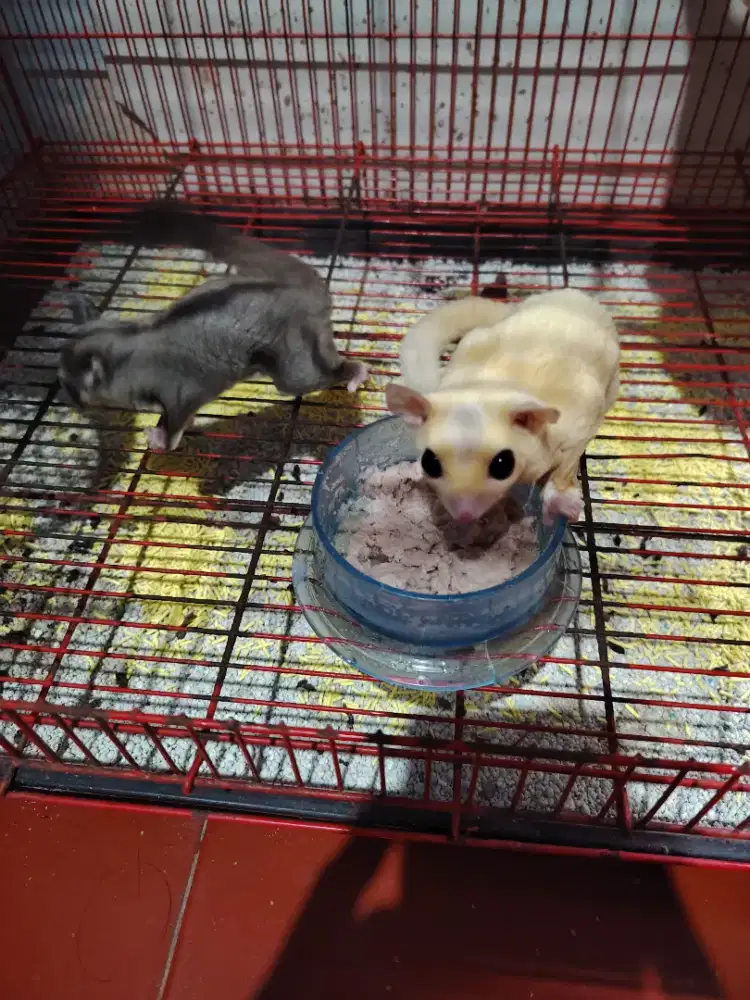 Sugar Glider 1 pasang dan kandang