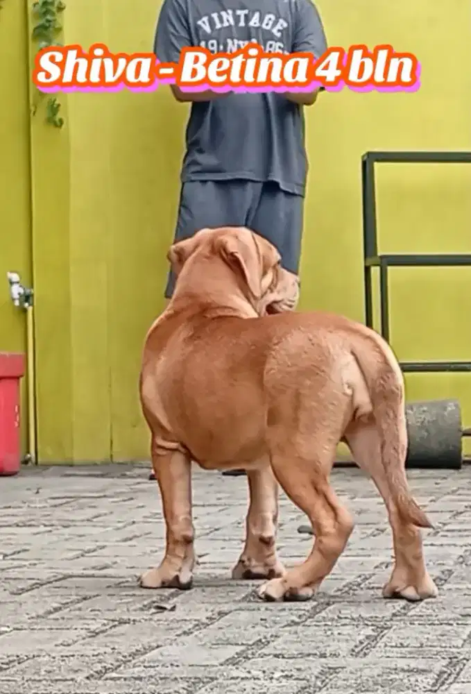 Pitbull Faun Merle carrier