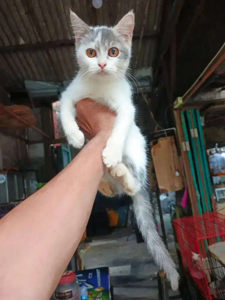 Persia betina 3 bulan