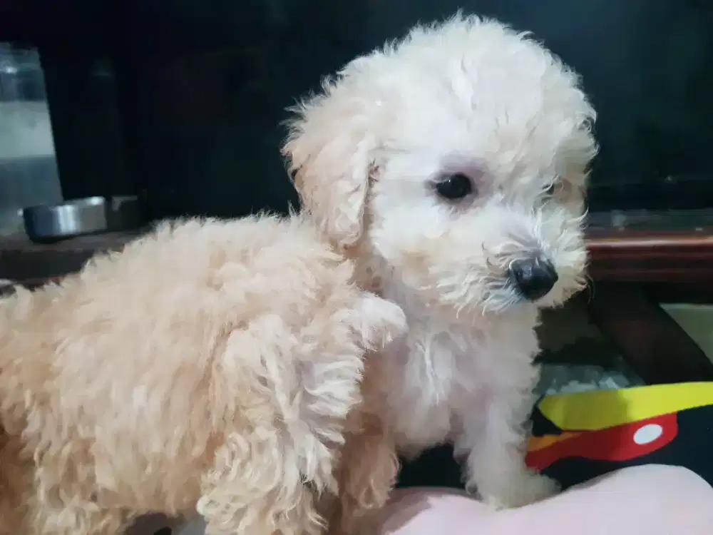 Tiny  poodle non stmb