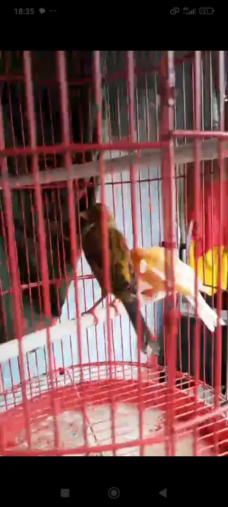 Kenari Loper Sepasang