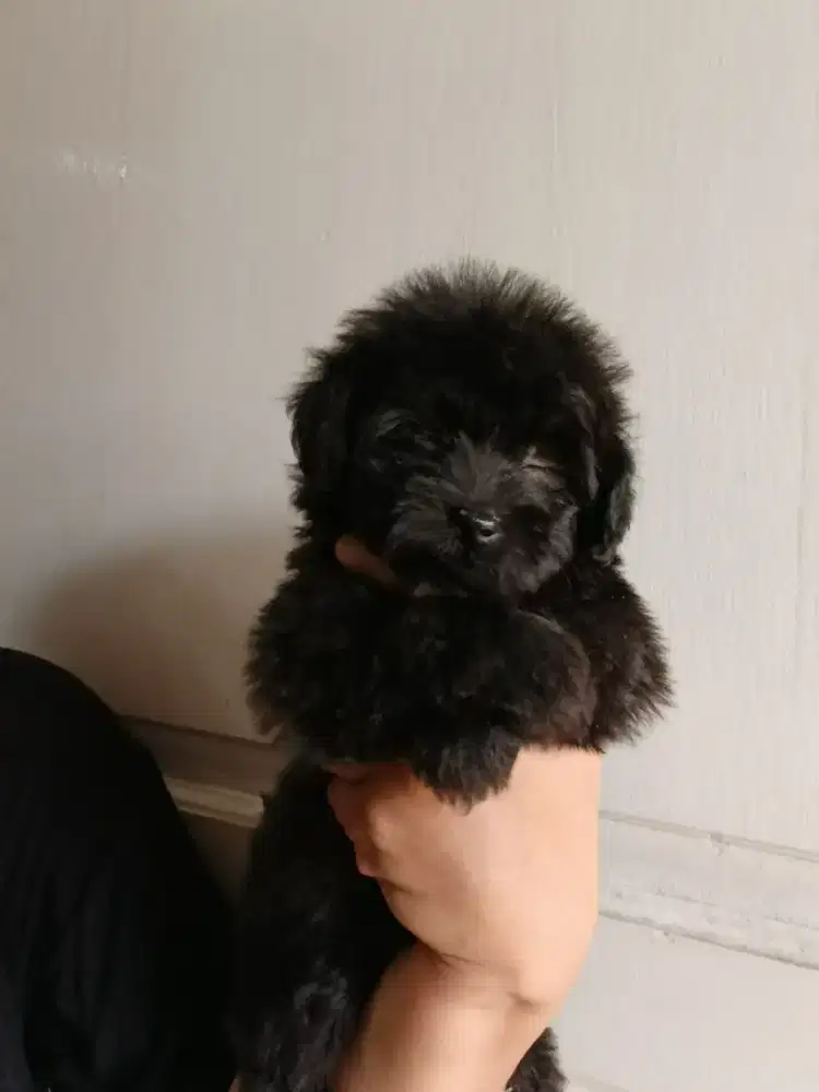 Mix POODLE & SHIHTZU