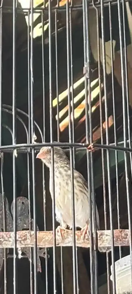 Edel Sanger Masih Muda